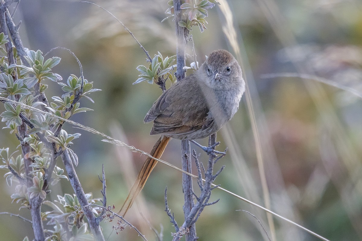 Perija Thistletail - ML617132896