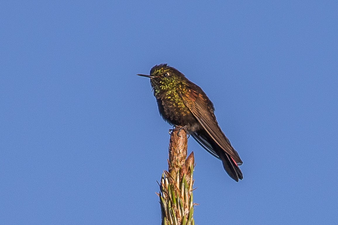 kolibřík perijský - ML617132908