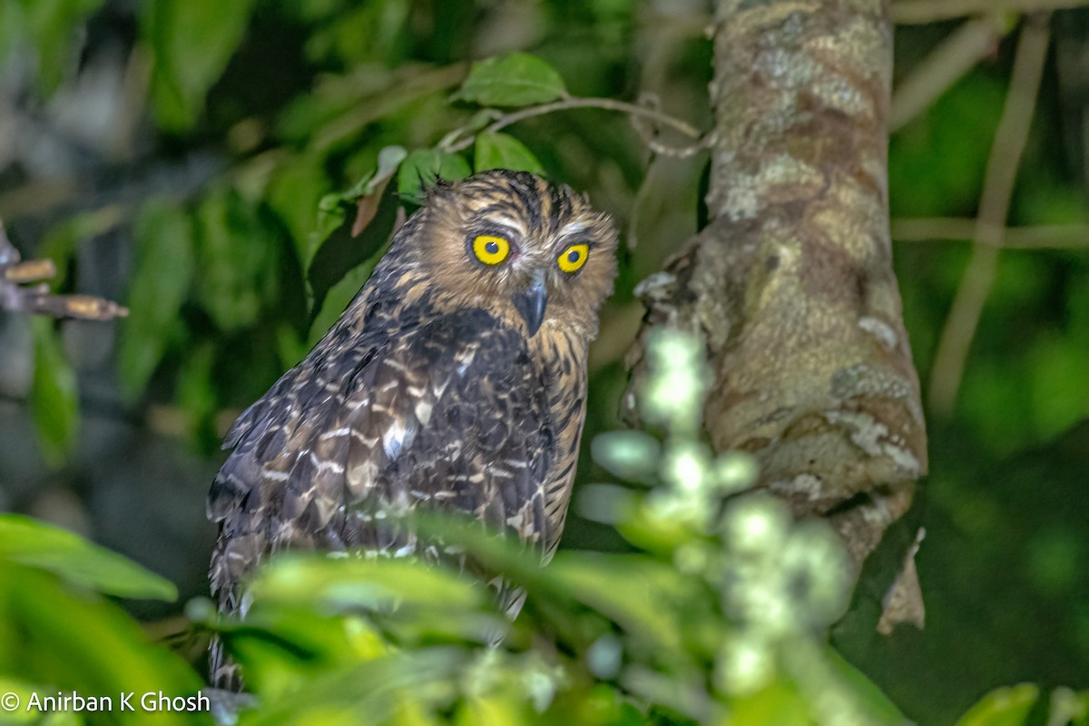 Buffy Fish-Owl - ML617132913