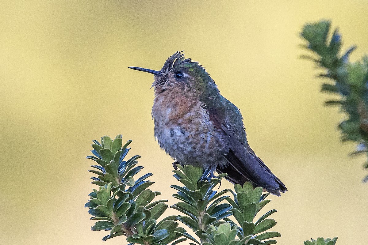 kolibřík perijský - ML617132914