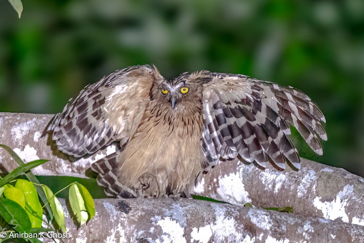 Buffy Fish-Owl - ML617132926