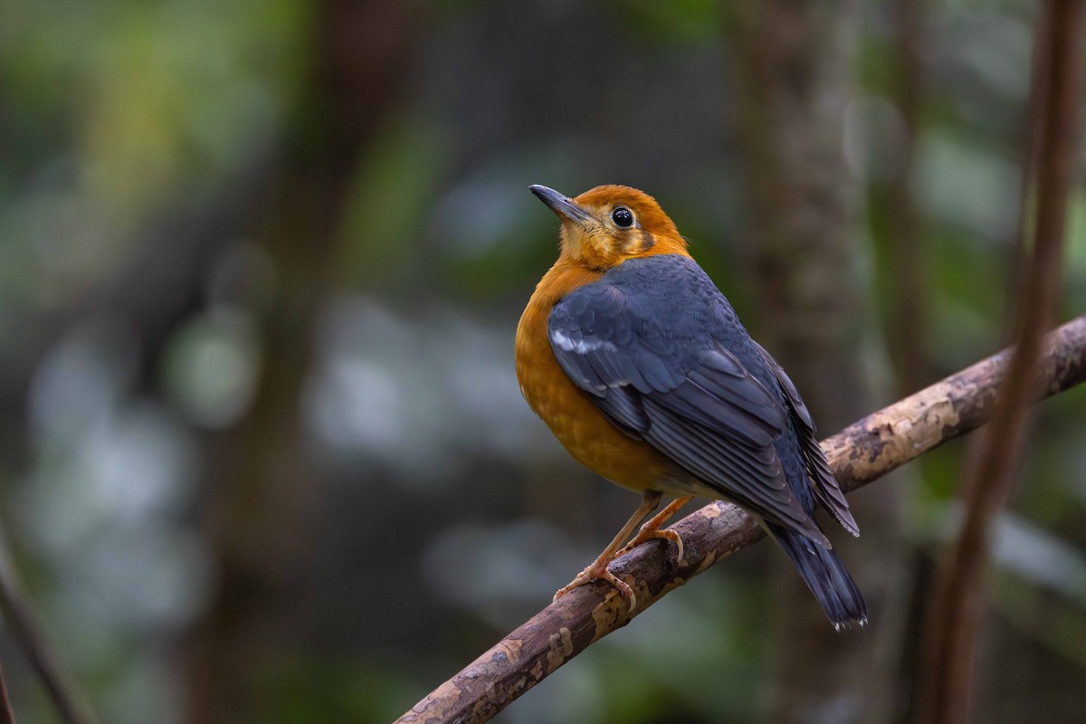 Orange-headed Thrush (Buff-throated) - (Ai)Tao Liu