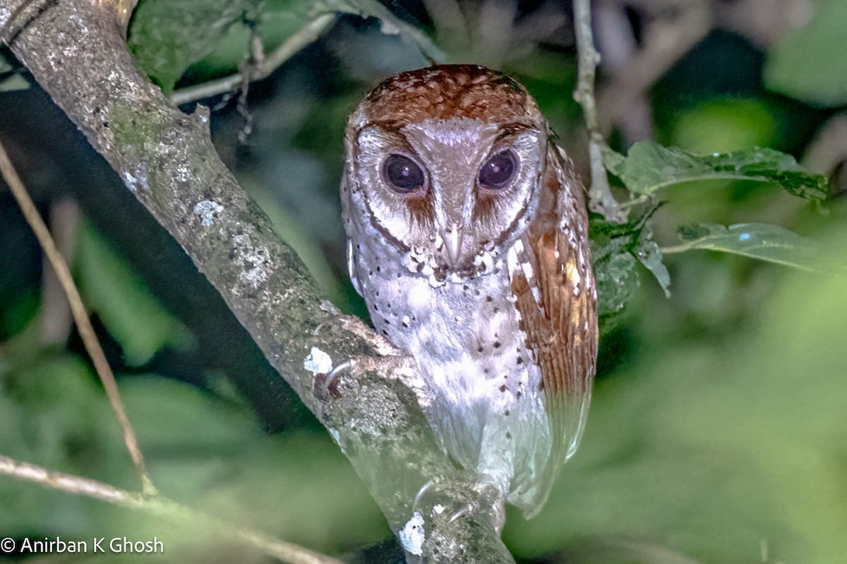 Oriental Bay-Owl - Anirban K Ghosh