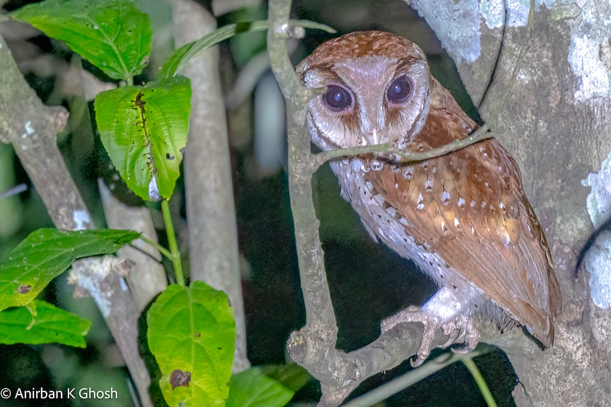 Oriental Bay-Owl - ML617132941