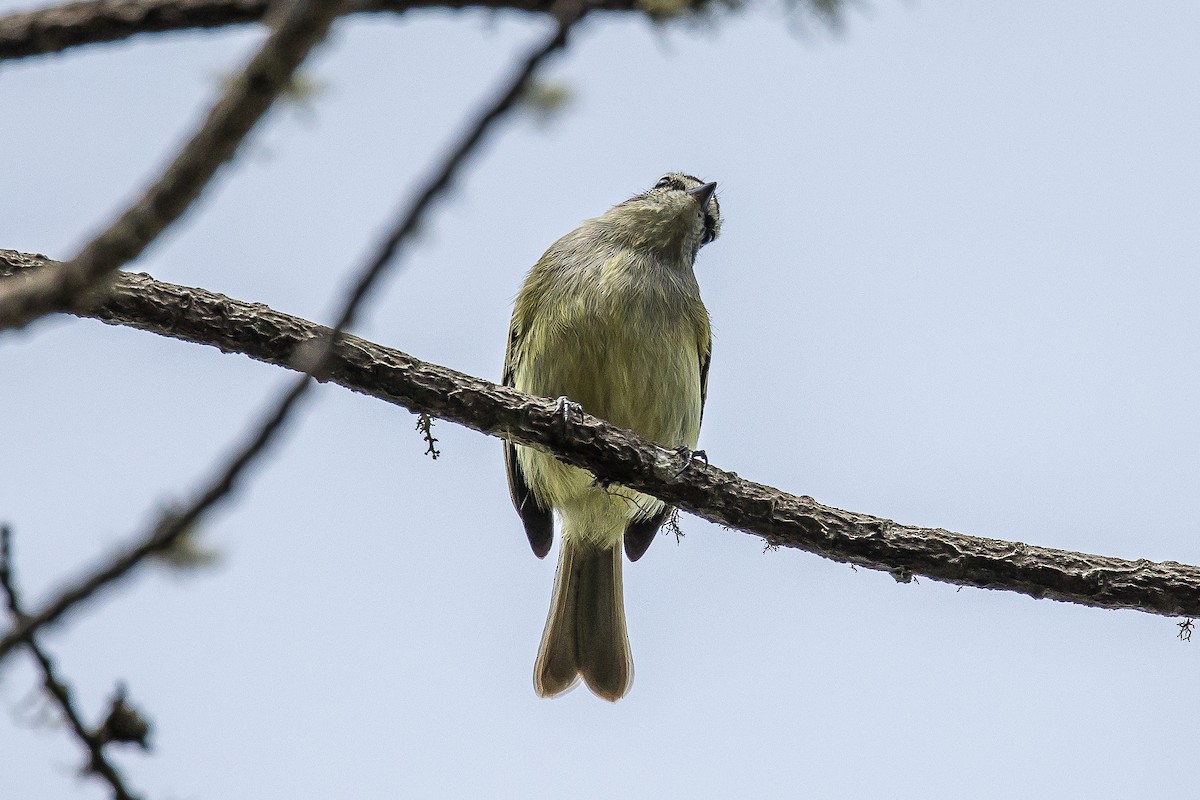 Spectacled Tyrannulet - ML617133013