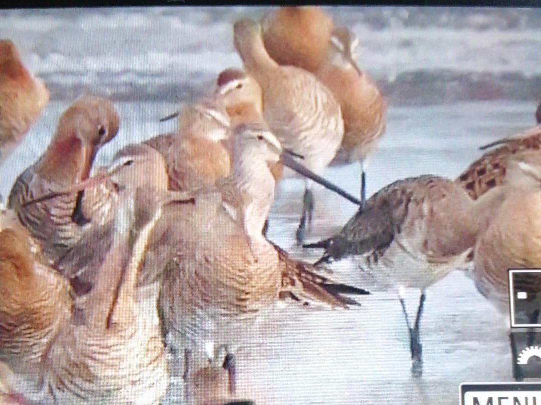 Asian Dowitcher - Lim Ying Hien