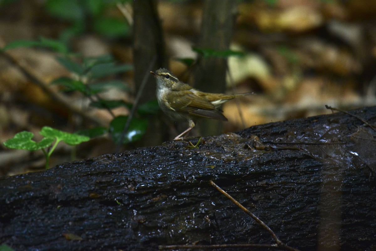 Sakhalin Leaf Warbler - Jukree Sisonmak