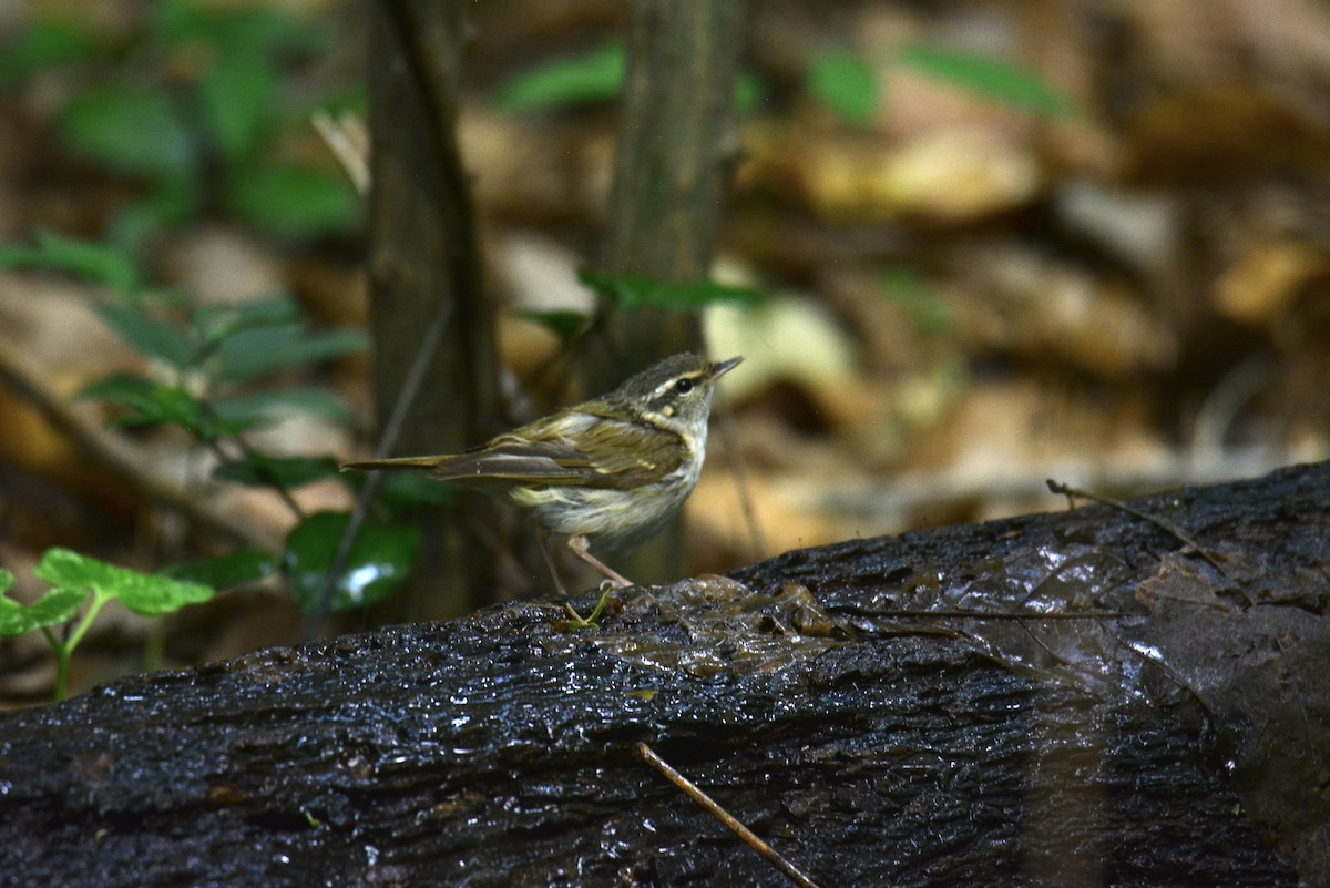 Sakhalin Leaf Warbler - Jukree Sisonmak