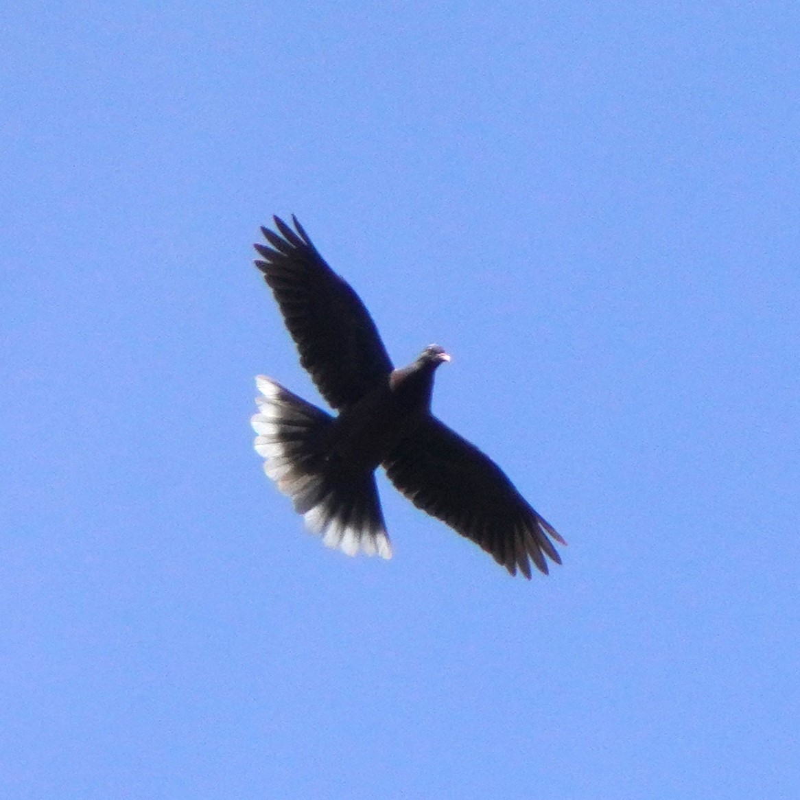 Laurel Pigeon - Jörg Albert