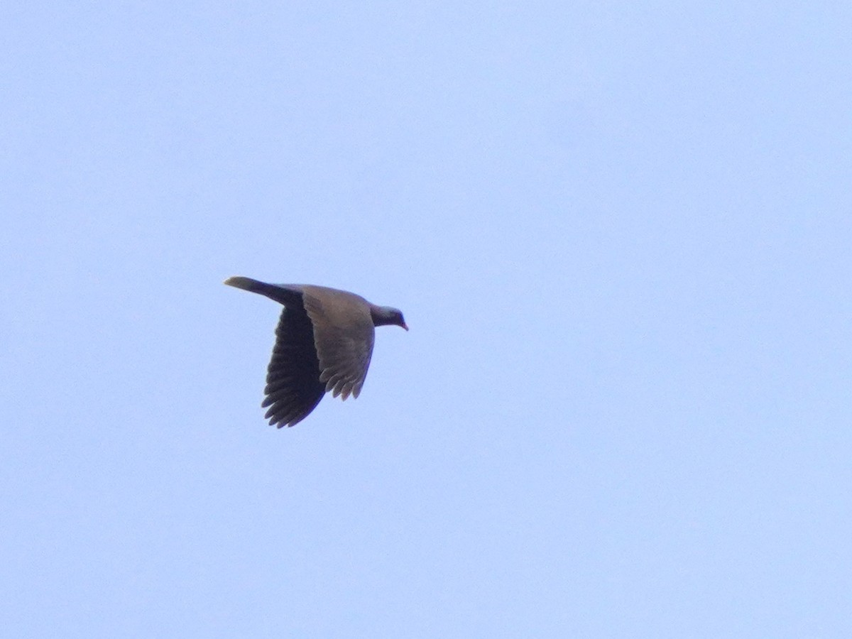 Laurel Pigeon - Jörg Albert