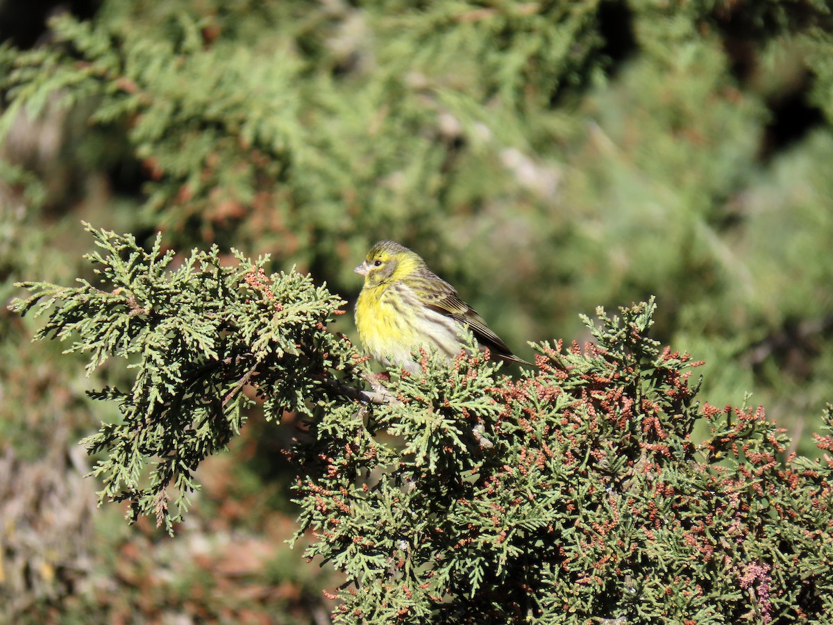 European Serin - ML617133234