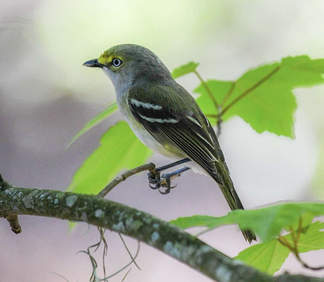 Ak Gözlü Vireo - ML617133247