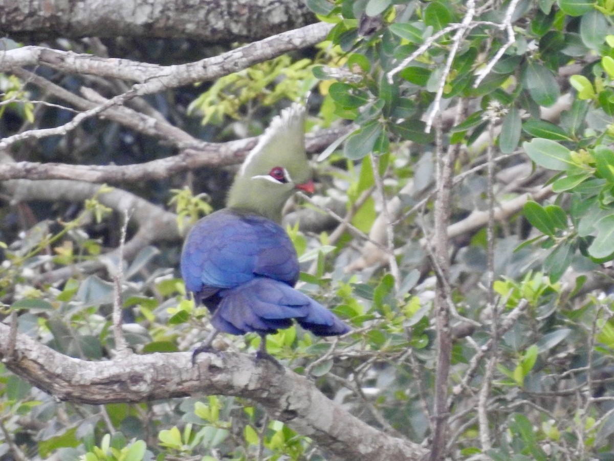 Livingstone's Turaco - ML617133260