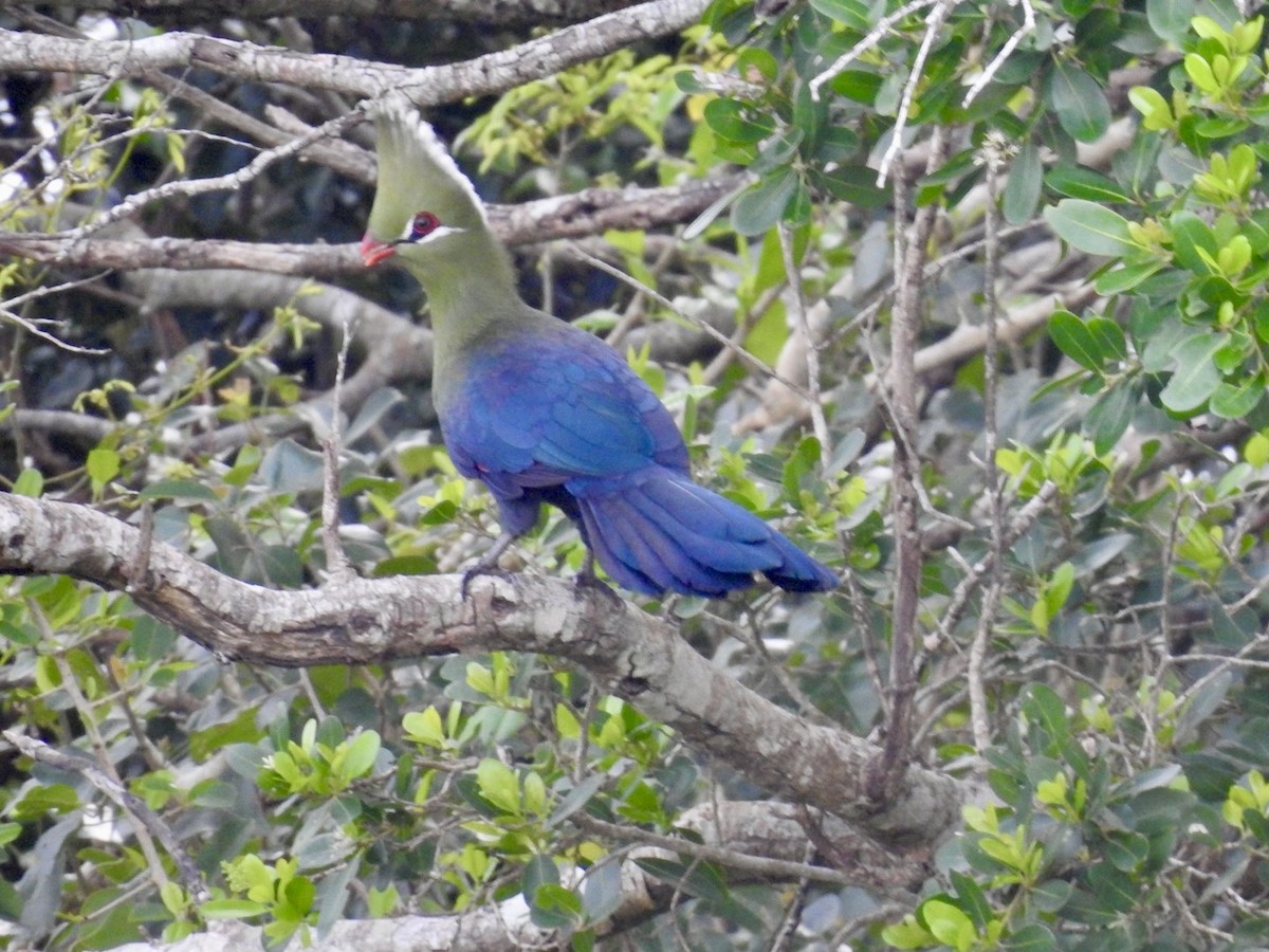 Livingstone's Turaco - ML617133261