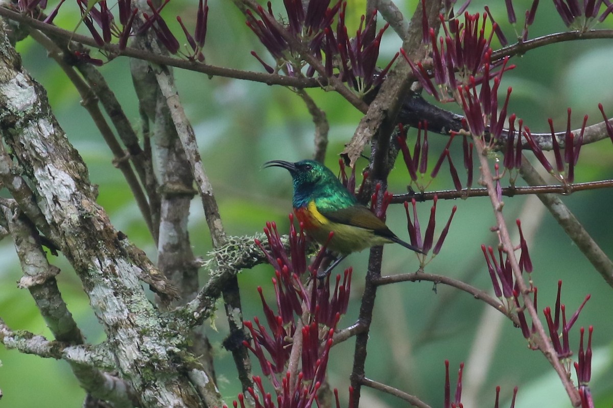 Moreau's Sunbird - ML617133281