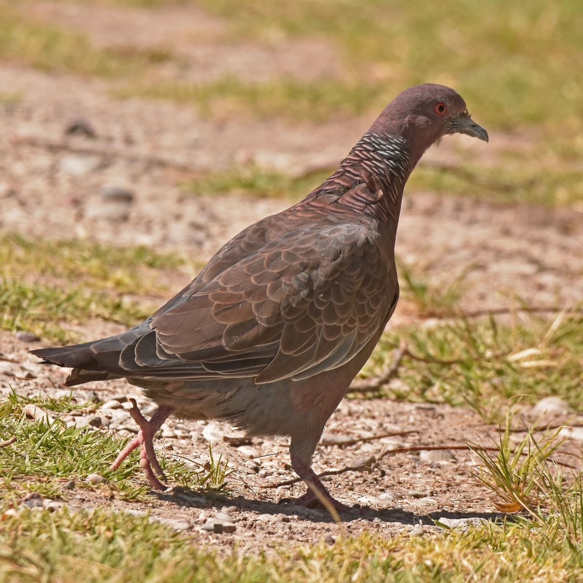 Picazuro Pigeon - ML617133289