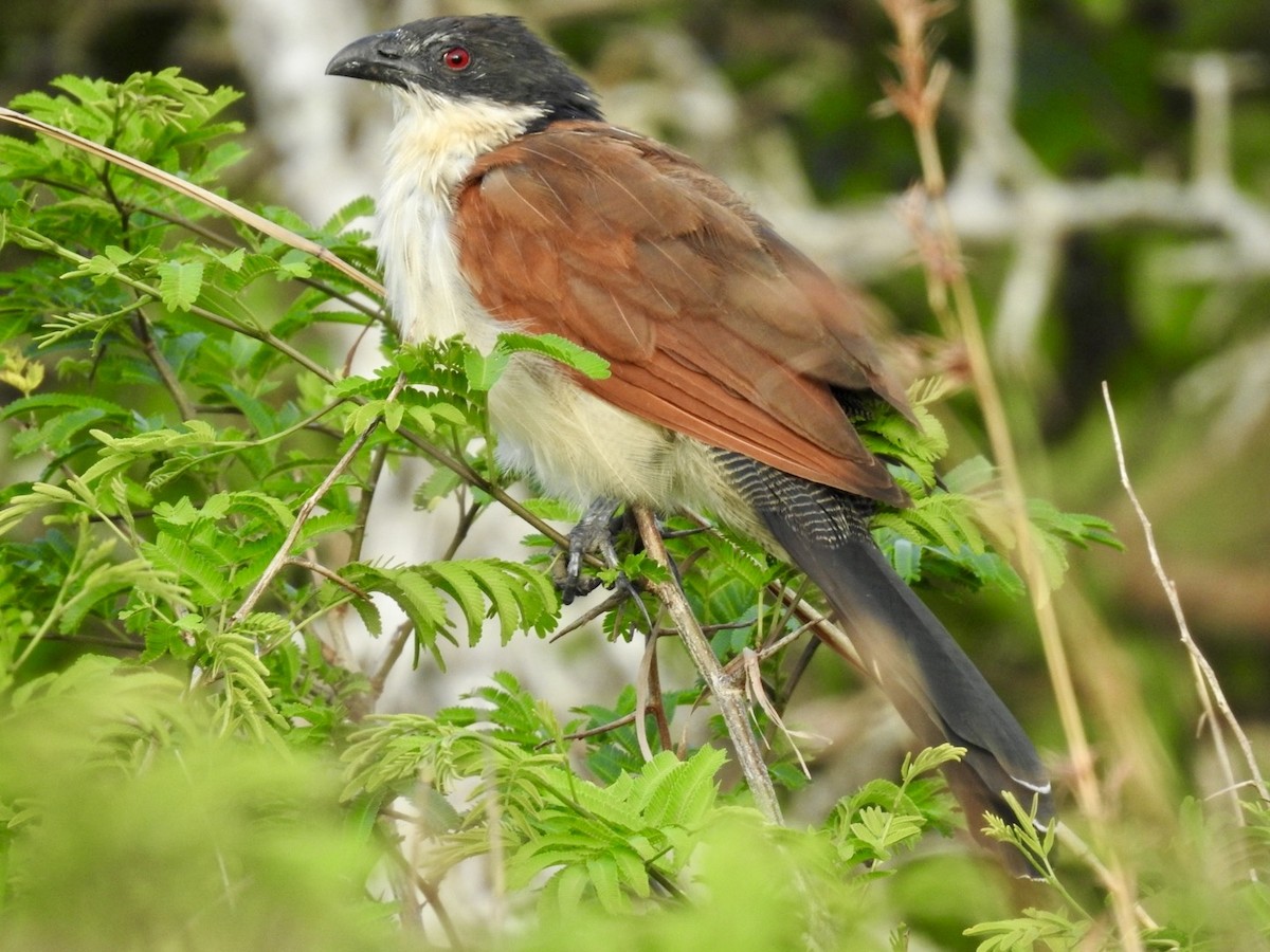 Coucal à sourcils blancs (burchellii/fasciipygialis) - ML617133307