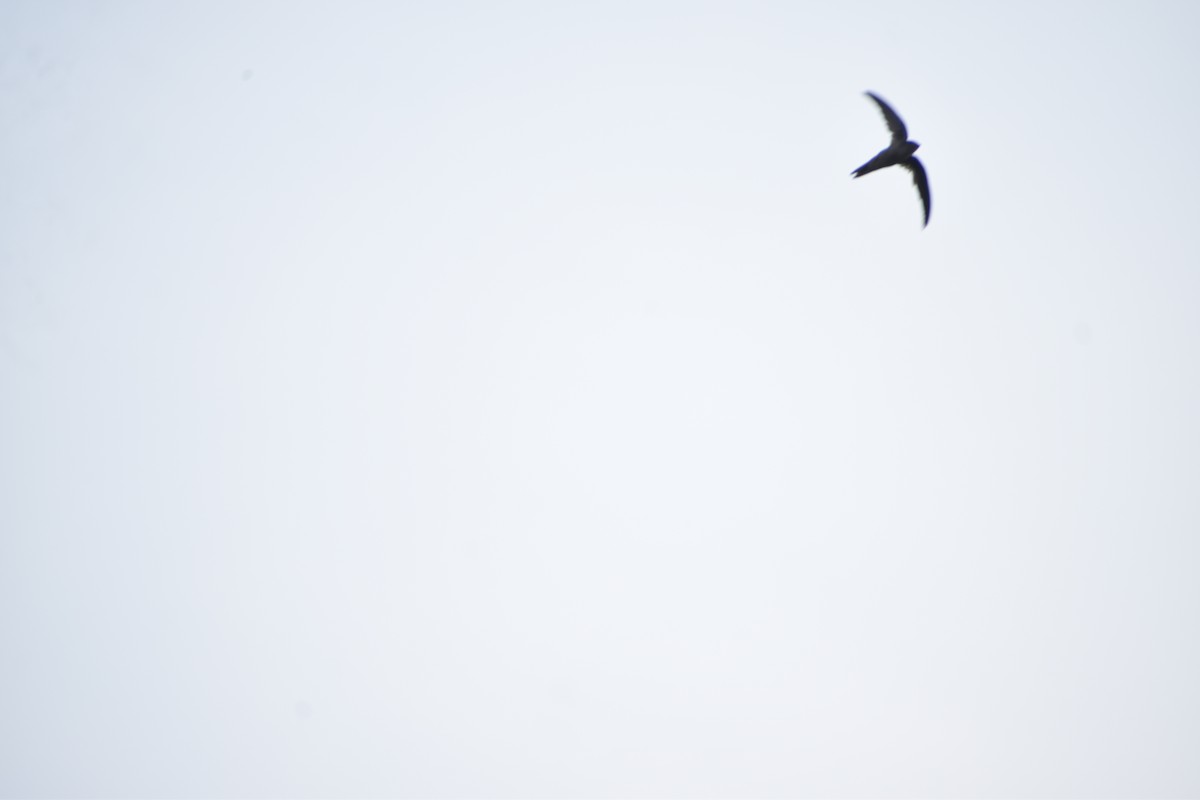 Asian Palm Swift - Arghya Dey Sarkar