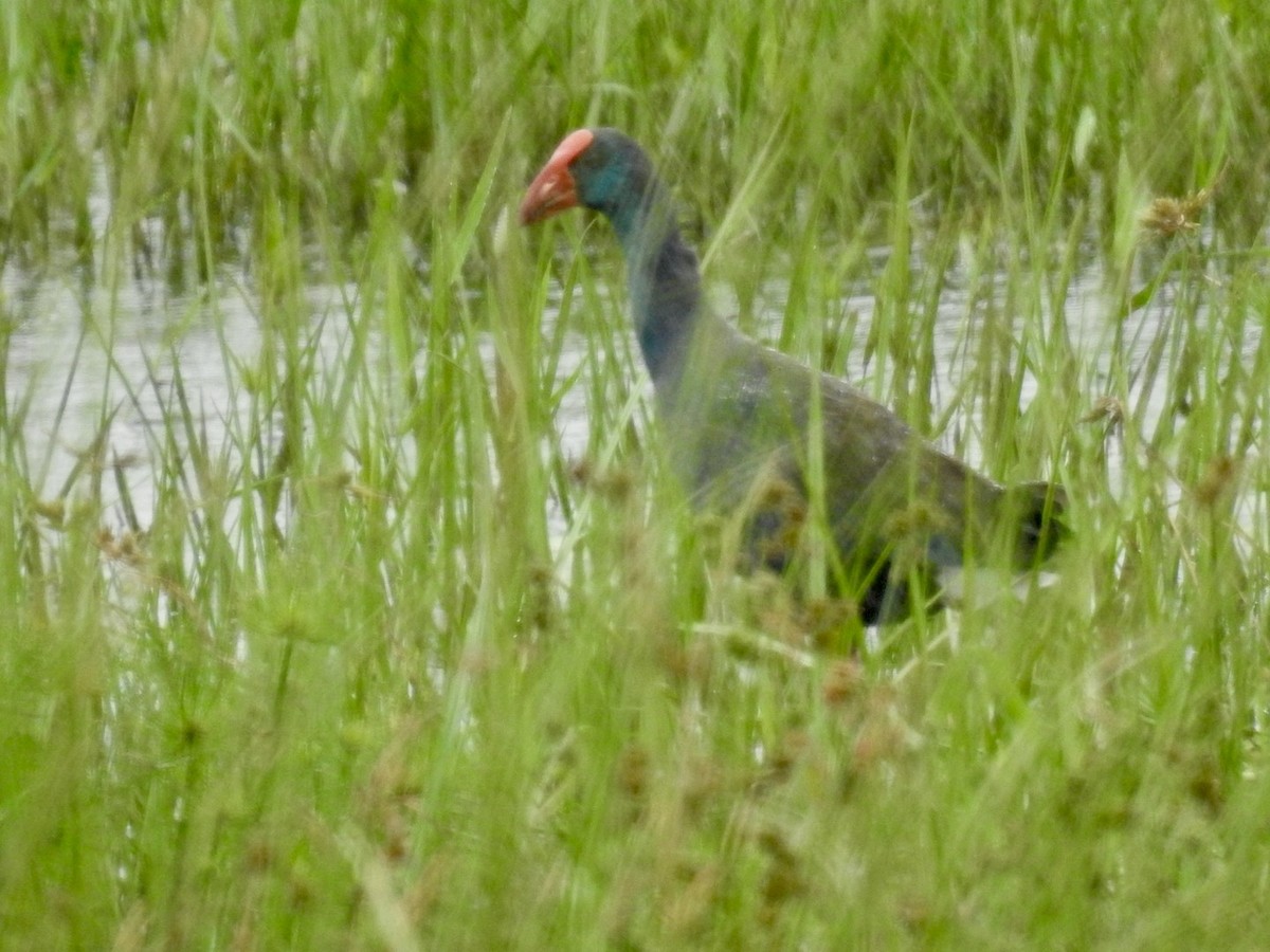 African Swamphen - Nick Odio