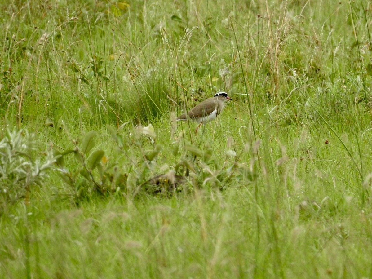 Crowned Lapwing - ML617133331