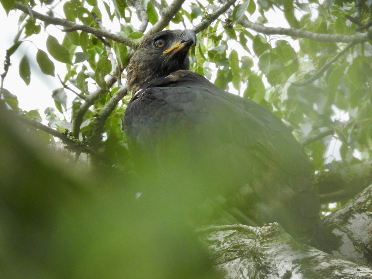 Crowned Eagle - ML617133339