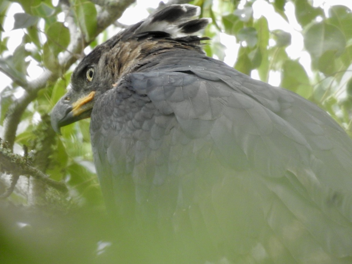 Crowned Eagle - ML617133340