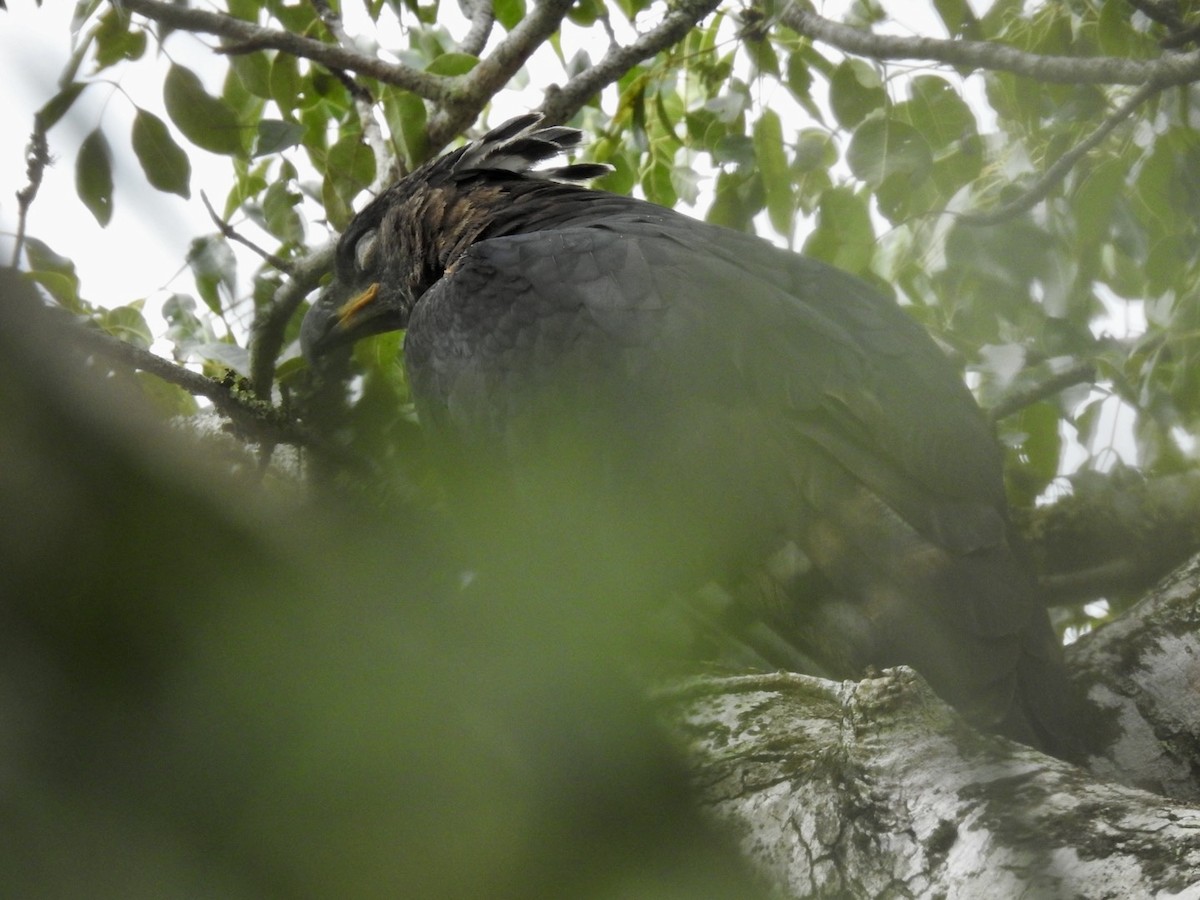 Crowned Eagle - ML617133341