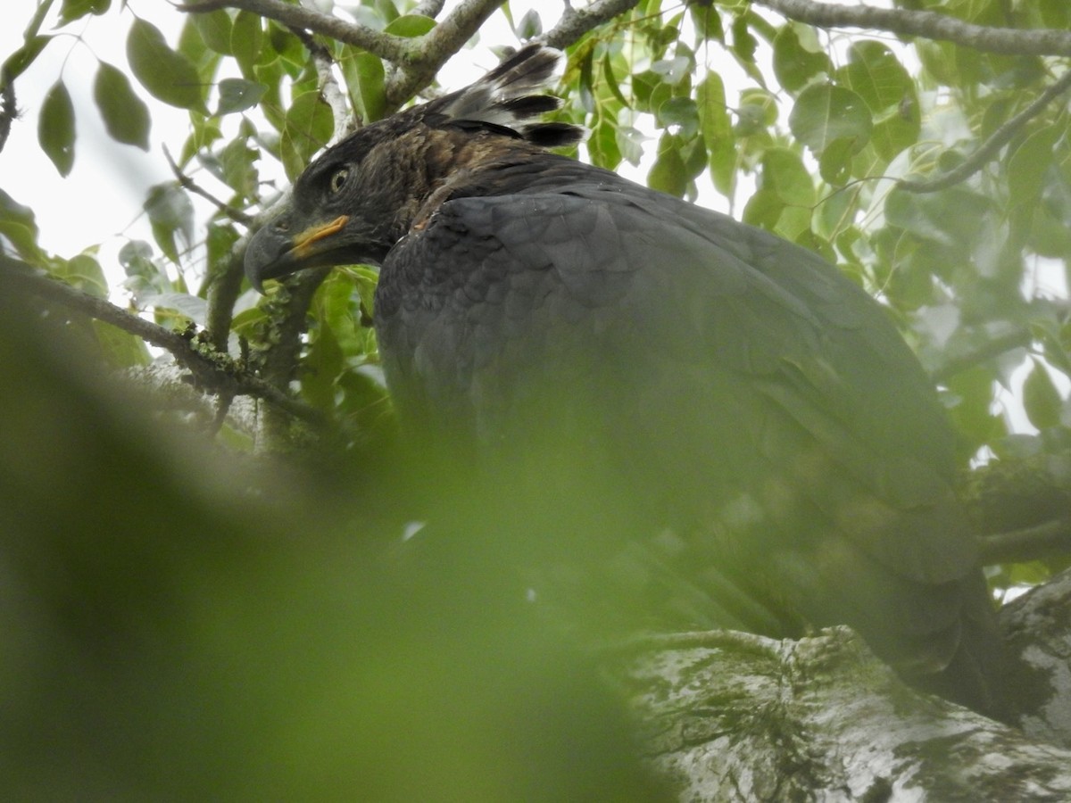 Crowned Eagle - ML617133342