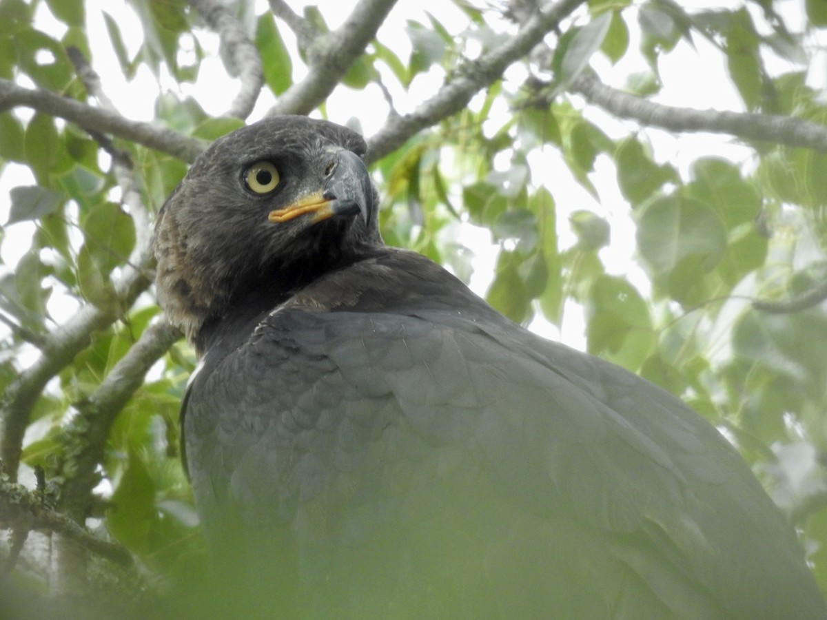 Crowned Eagle - ML617133343