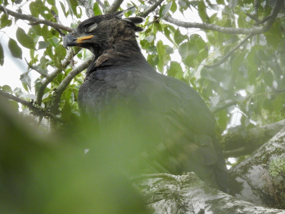 Crowned Eagle - ML617133344