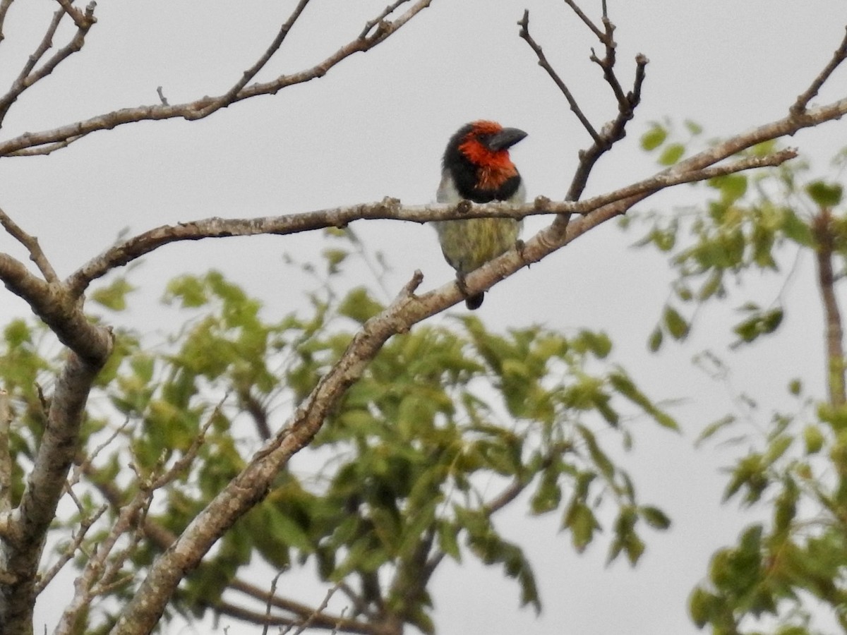 Black-collared Barbet - Nick Odio