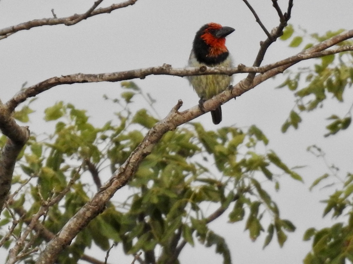 Black-collared Barbet - ML617133351