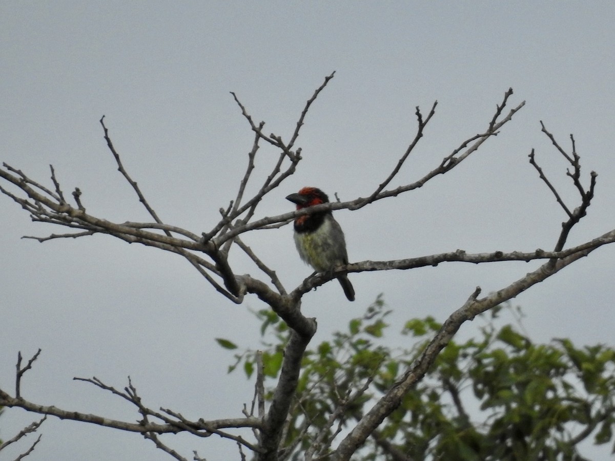 Black-collared Barbet - ML617133352