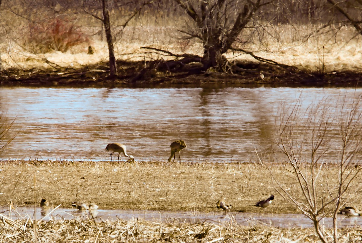 Sandhill Crane - Raymond  Piché