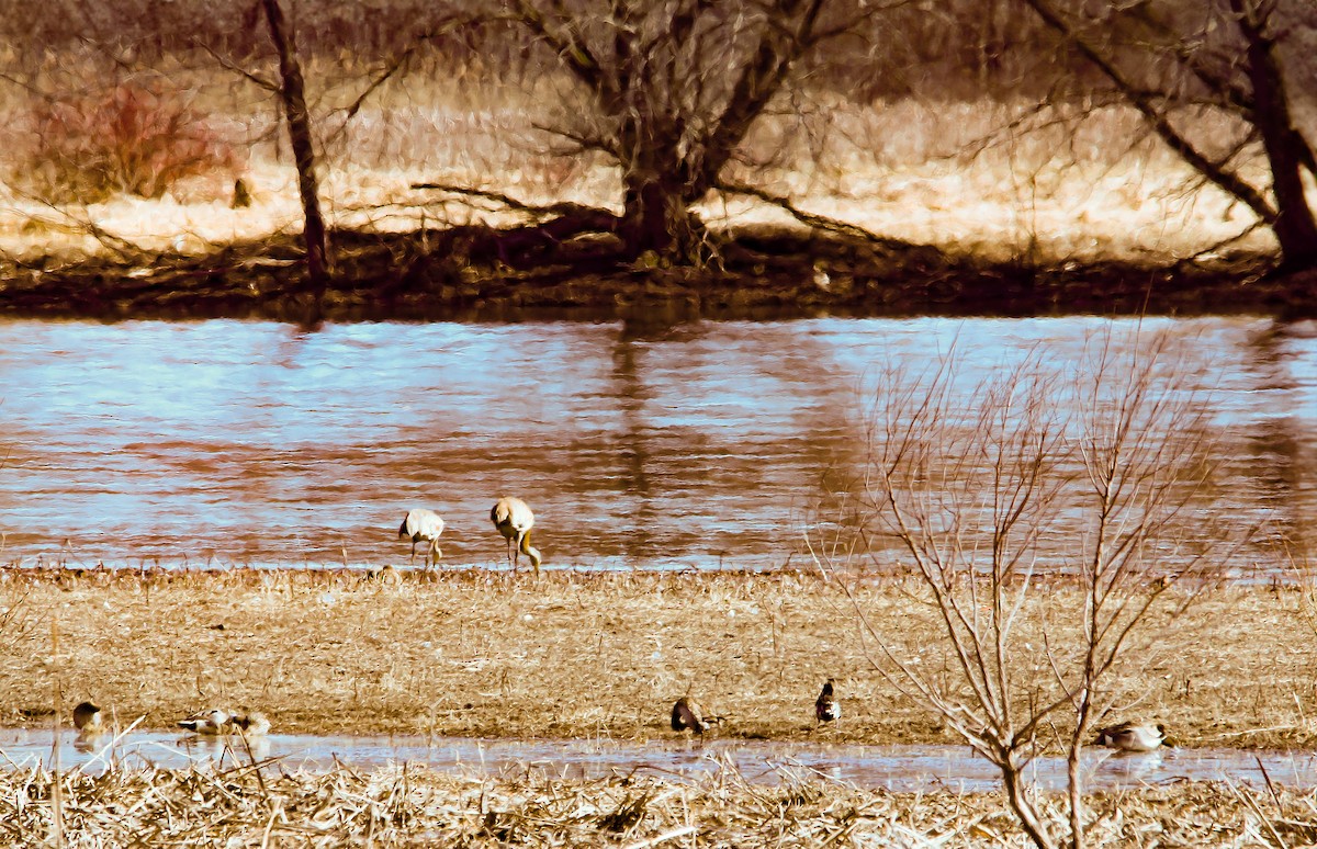 Sandhill Crane - Raymond  Piché