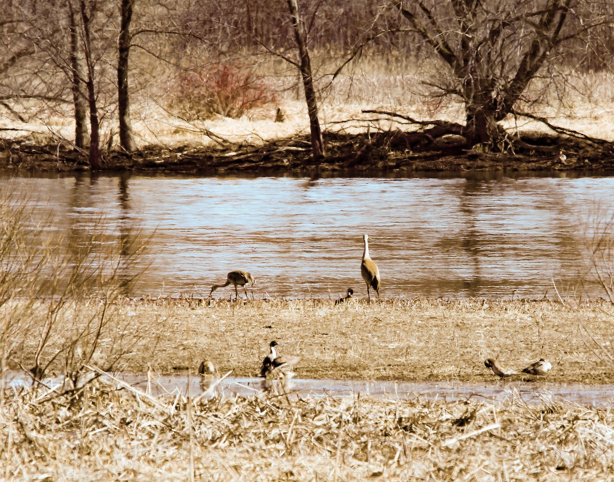 Sandhill Crane - Raymond  Piché