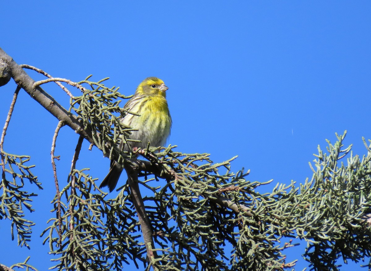 European Serin - ML617133364