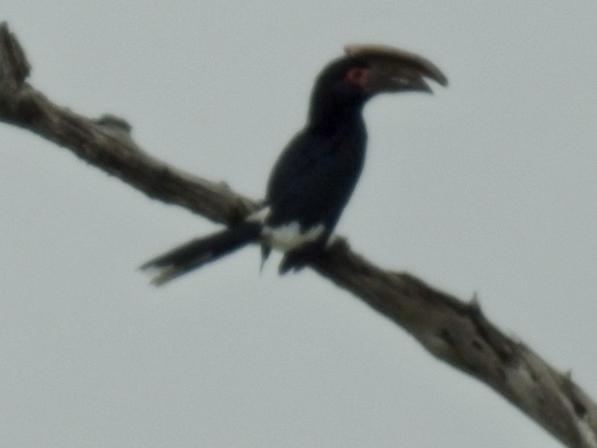 Trumpeter Hornbill - Nick Odio