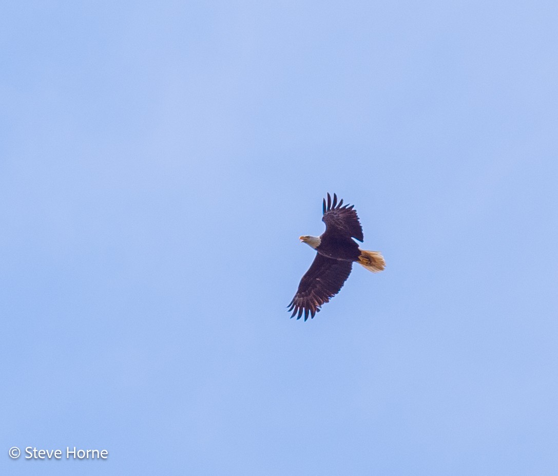 Bald Eagle - Steve Horne