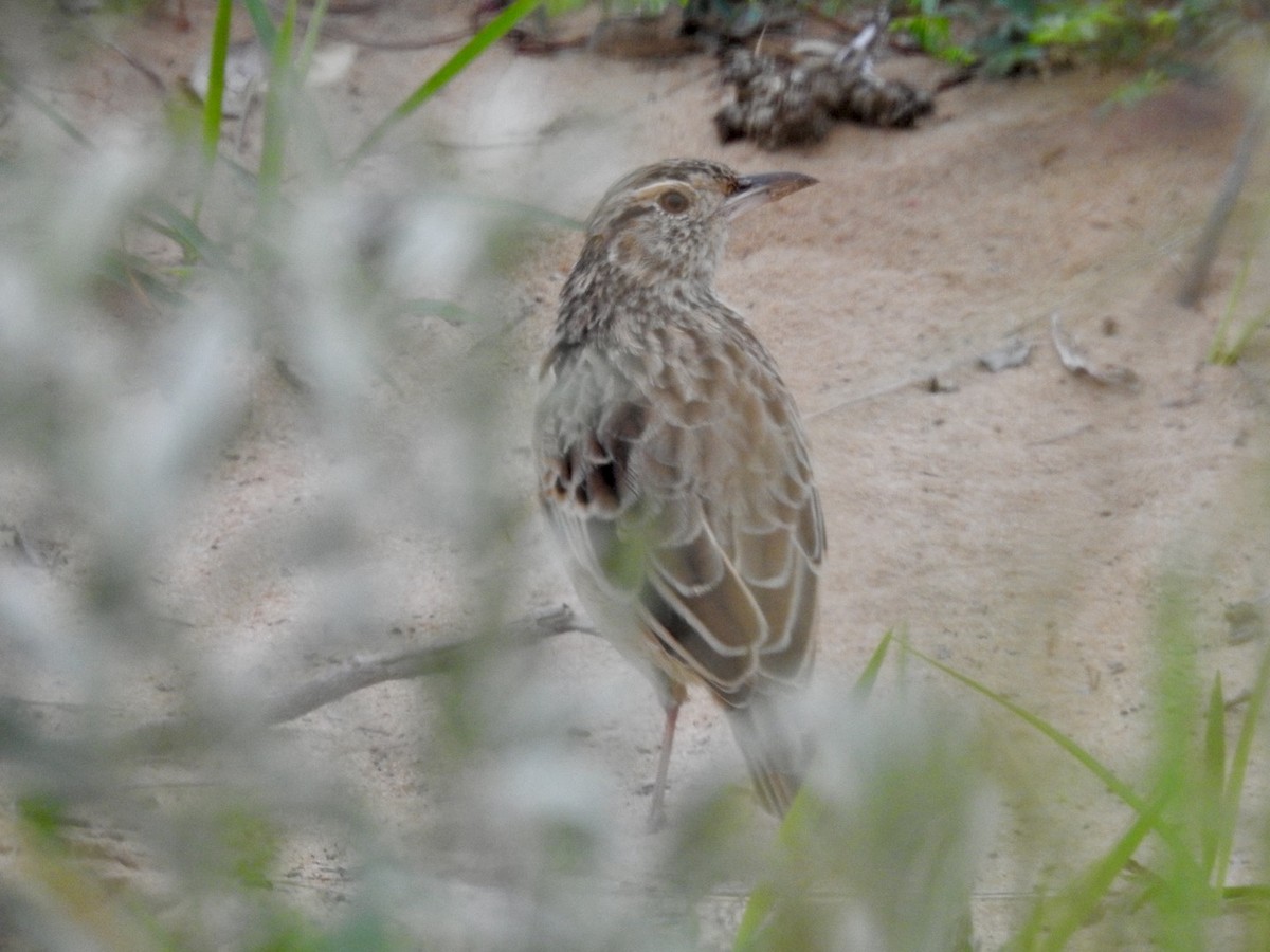 Rufous-naped Lark - Nick Odio