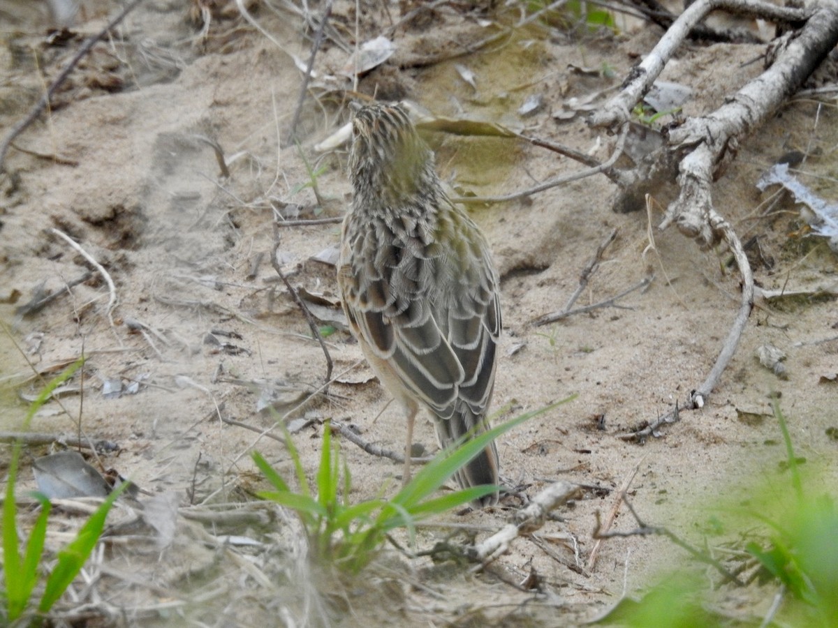 Rufous-naped Lark - Nick Odio