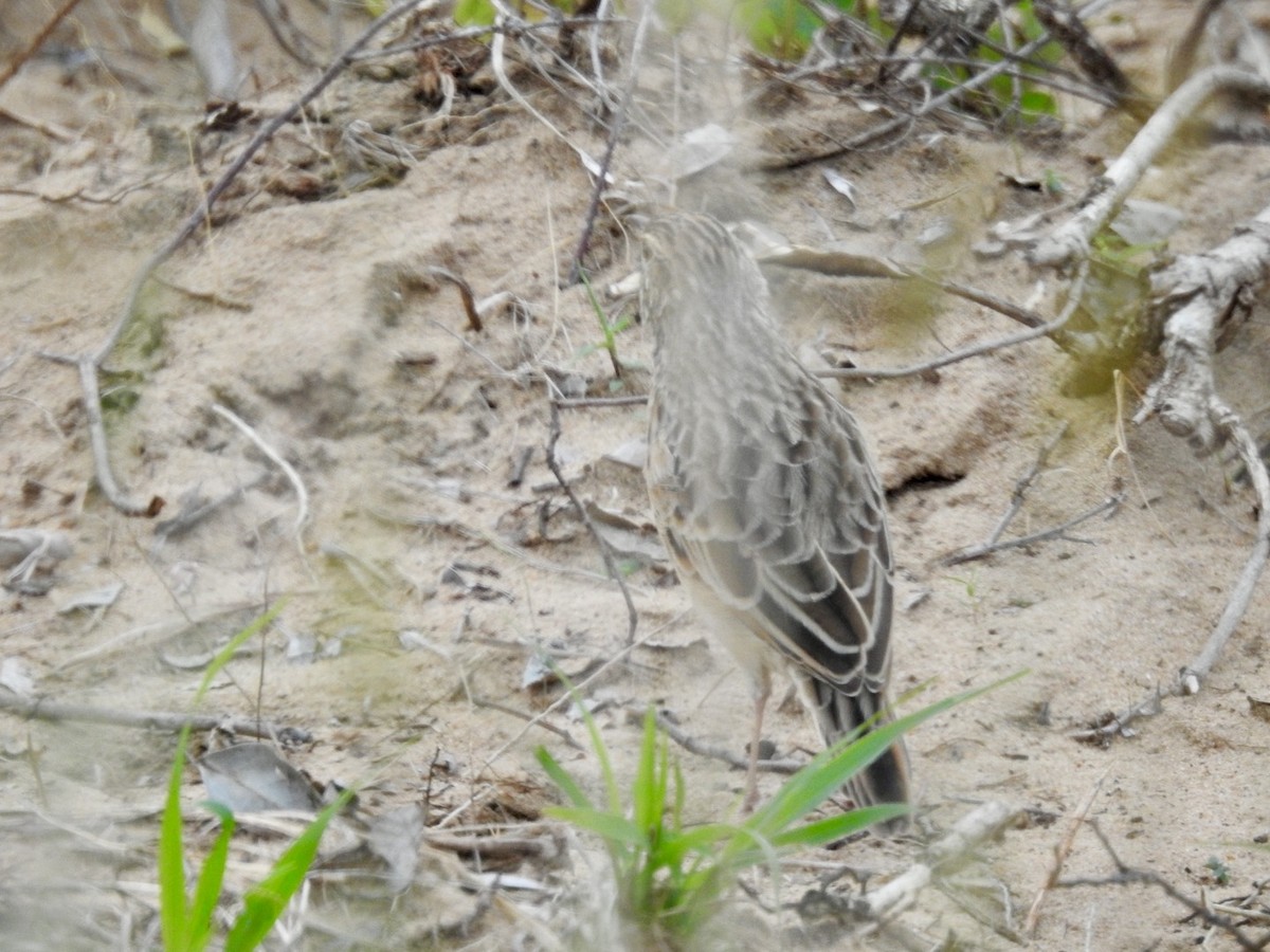 Rufous-naped Lark - Nick Odio