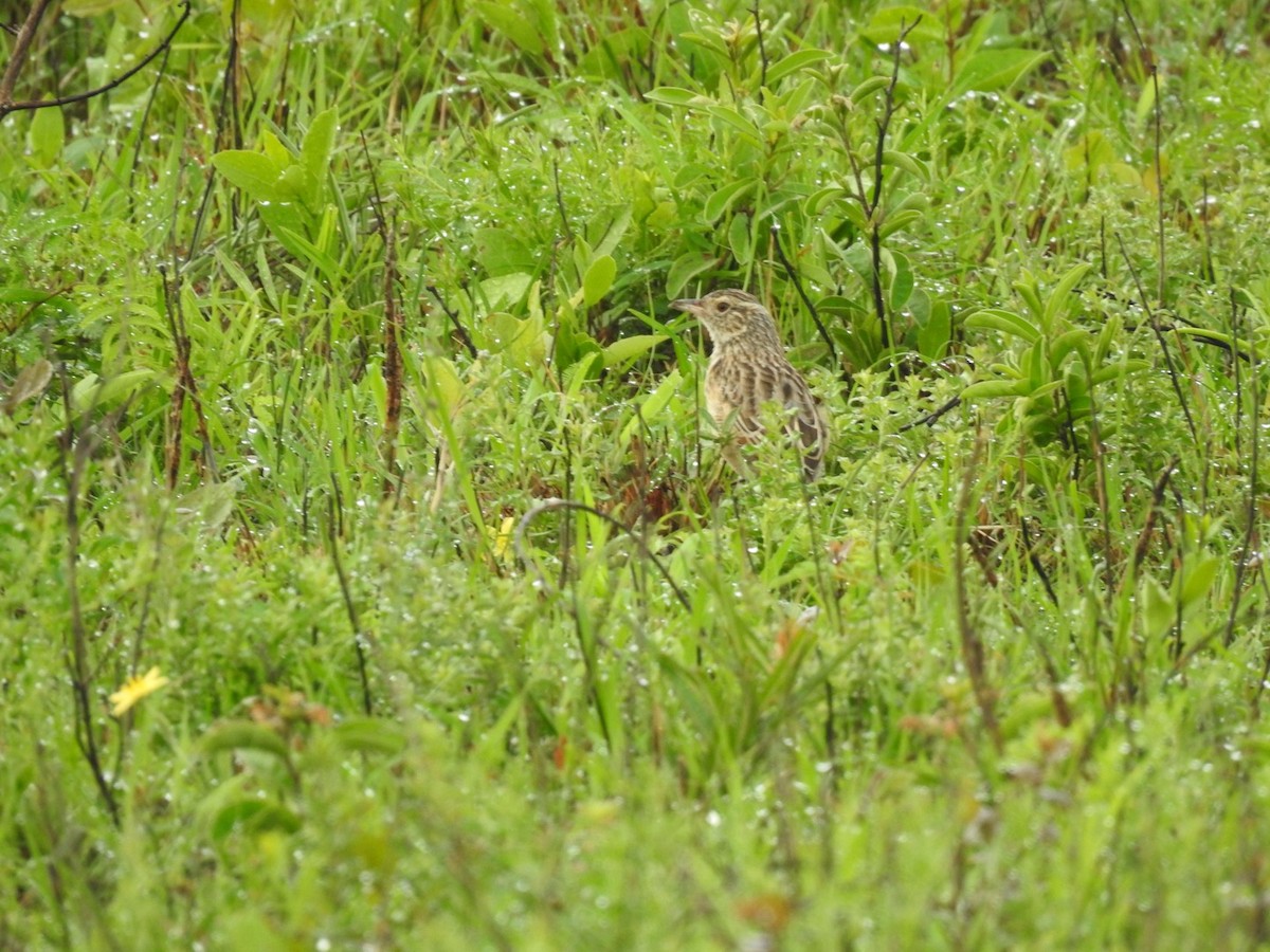 Rufous-naped Lark - ML617133397