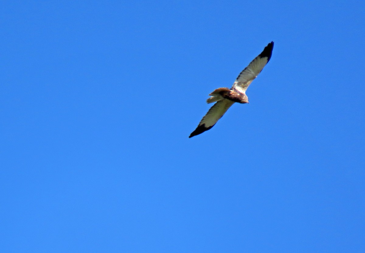 Western Marsh Harrier - ML617133403