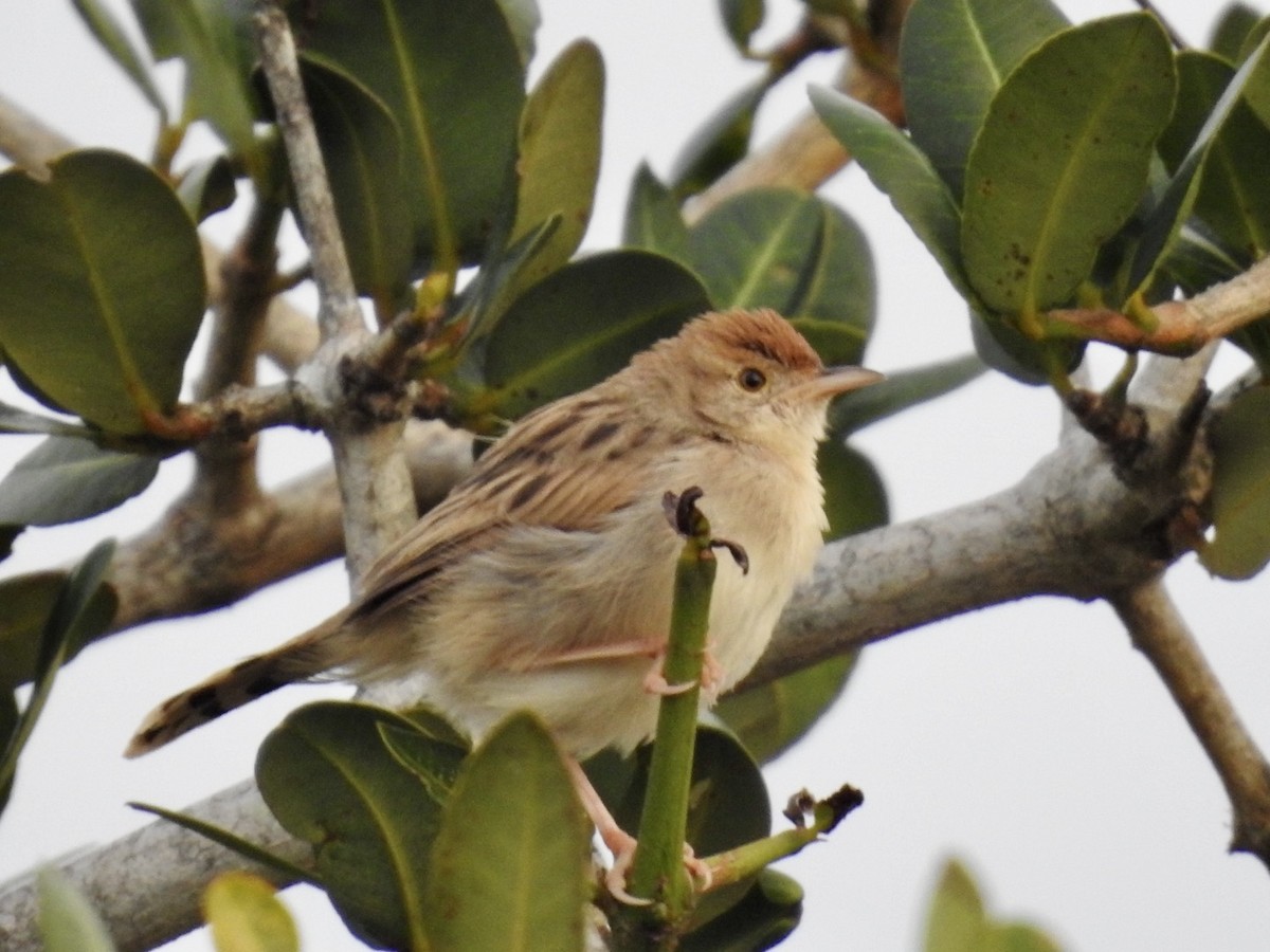 Rattling Cisticola - Nick Odio