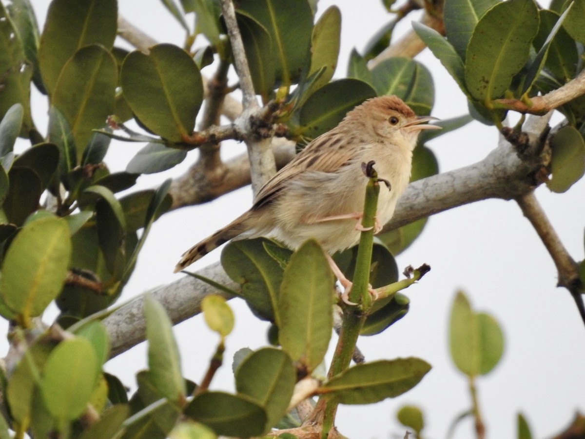 Rattling Cisticola - Nick Odio