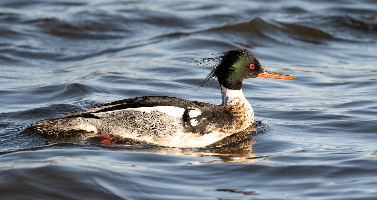 Red-breasted Merganser - ML617133412