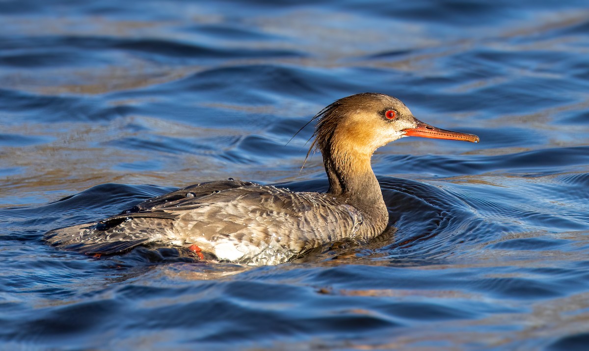 Red-breasted Merganser - ML617133413