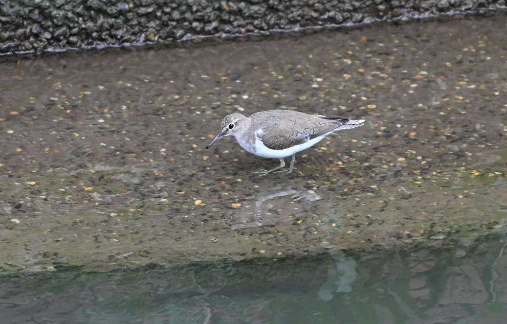 Common Sandpiper - ML617133427