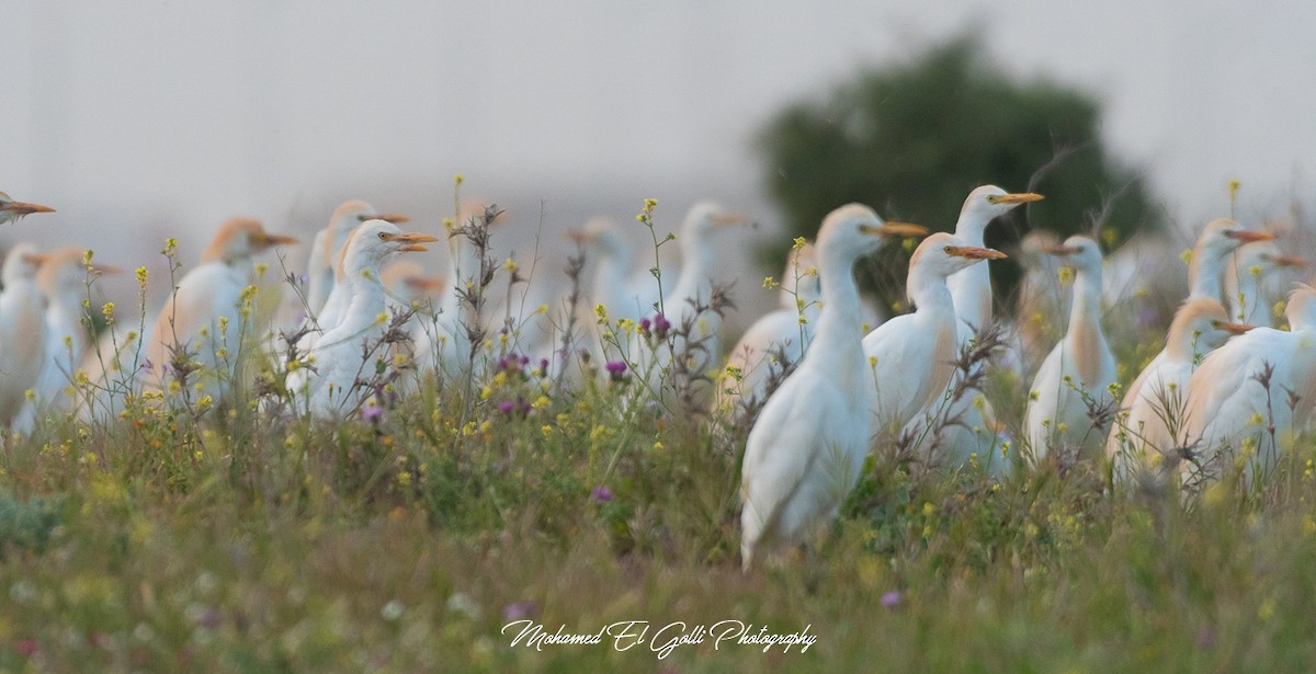 volavka rusohlavá - ML617133431